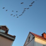 Fåglar och hus